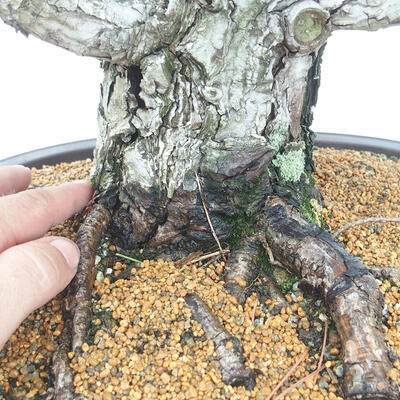 Bonsai ogrodowe - Pinus thunbergii - Sosna Thunberg - 5