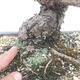Bonsai ogrodowe - Pinus thunbergii - Sosna Thunberg - 5/5