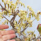 Bonsai Outdoor - Orzech Laskowy - Corylopsis Spicata - 5/5