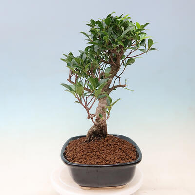 Kryty bonsai - Ficus kimmen - figowiec drobnolistny - 5