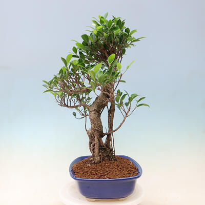 Kryty bonsai - Ficus kimmen - figowiec drobnolistny - 5
