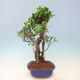 Kryty bonsai - Ficus kimmen - figowiec drobnolistny - 5/5