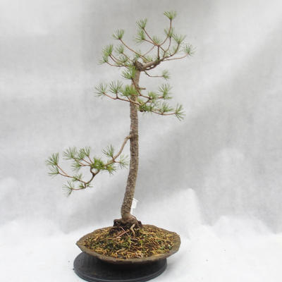 Outdoor bonsai lasu -Borovice - Pinus sylvestris - 5