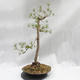 Outdoor bonsai lasu -Borovice - Pinus sylvestris - 5/5