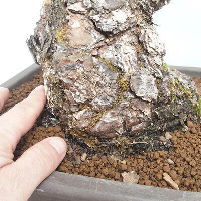 Outdoor bonsai - Pinus parviflora - Sosna biała - 5