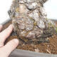 Outdoor bonsai - Pinus parviflora - Sosna biała - 5/5