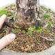 Outdoor bonsai -Modřín opadavý- Larix decidua - 5/7