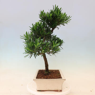 Kryty bonsai - Podocarpus - Kamienny tys - 5