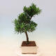 Kryty bonsai - Podocarpus - Kamienny tys - 5/7