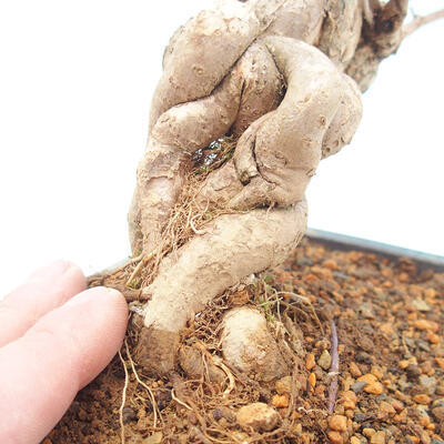 Outdoor bonsai - piękny Callicarpa - 5