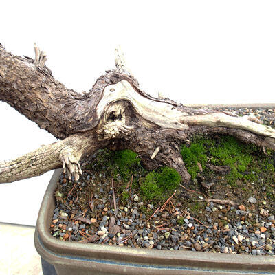 Bonsai zewnętrzne - Sosna błotna - Pinus uncinata - 5