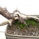 Bonsai zewnętrzne - Sosna błotna - Pinus uncinata - 5/5