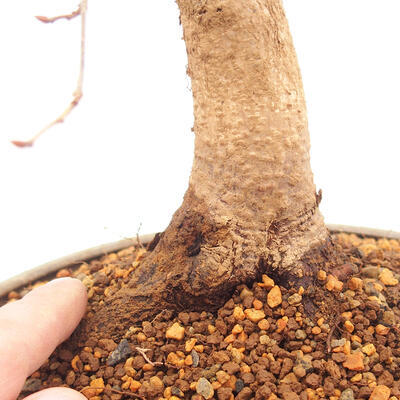 Outdoor bonsai -Carpinus CARPINOIDES - Koreański Grab - 5