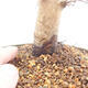 Outdoor bonsai -Carpinus CARPINOIDES - Koreański Grab - 5/5