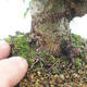 Outdoor bonsai - Buergerianum Maple - Burger Maple - 5/6