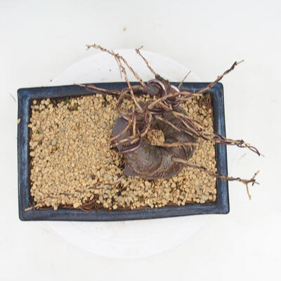 Outdoor bonsai -Larix decidua - modrzew - 5