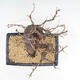 Outdoor bonsai -Larix decidua - modrzew - 5/5