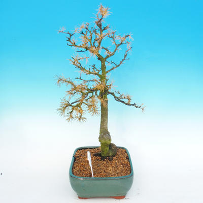 Outdoor bonsai -Modřín-liściasty Larix decidua - 5