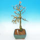 Outdoor bonsai -Modřín-liściasty Larix decidua - 5/5