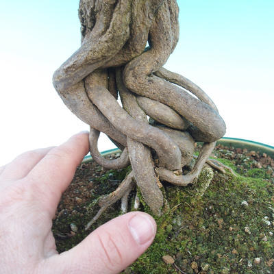 Pokój bonsai-Punica granatum nana-Granat - 5
