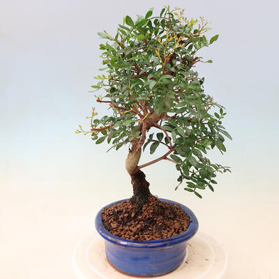 Kryte bonsai - Pistacje - 5