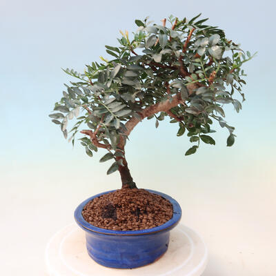 Kryte bonsai - Pistacje - 5