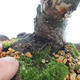 Outdoor bonsai - Juniperus chinensis Itoigawa-chiński jałowiec - 5/6
