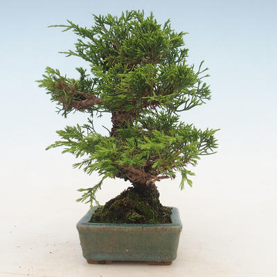 Outdoor bonsai - Juniperus chinensis Itoigawa-chiński jałowiec - 5