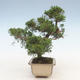 Outdoor bonsai - Juniperus chinensis - chiński jałowiec - 5/5