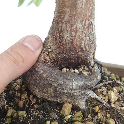 Outdoor bonsai -Carpinus CARPINOIDES - Koreański Grab - 5