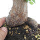 Outdoor bonsai -Carpinus CARPINOIDES - Koreański Grab - 5/5