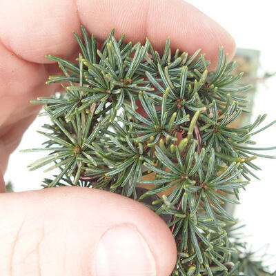 Bonsai na świeżym powietrzu - Cedrus Libani Brevifolia - Cedr zielony - 5
