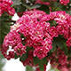 Outdoor bonsai - Hawthorn różowe kwiaty - Crataegus laevigata paul´s Scarlet - 5