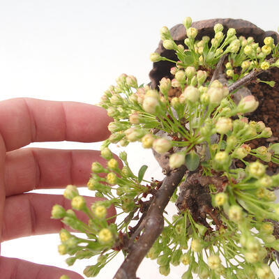 Outdoor bonsai - Malus sargentii - Jabłoń drobnoowocowa - 5