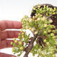Outdoor bonsai - Malus sargentii - Drobnoowocowa jabłoń - 5/6