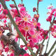 Outdoor bonsai - morela japońska - Prunus Mume - 5/6