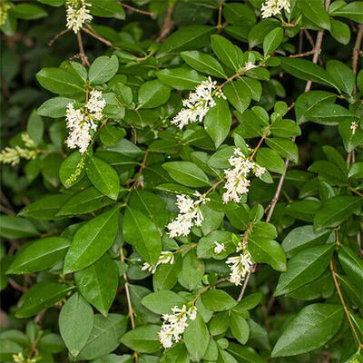 Outdoor bonsai - Ligustrum obtusifolium - Dziób ptasi o matowych liściach - 5