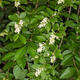 Outdoor bonsai - Ligustrum obtusifolium - Dziób ptasi o matowych liściach - 5/5