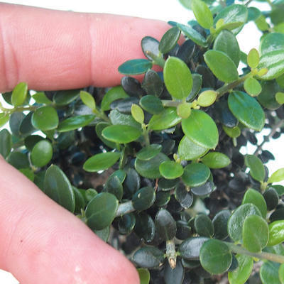 Kryte bonsai - Olea europaea sylvestris - Europejska oliwa z małych liści - 5