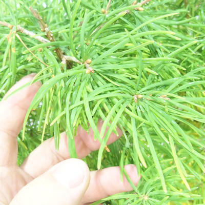 Outdoor bonsai - Pseudolarix amabilis - Pamodřín - gaj z 5 drzewami - 5