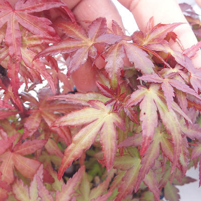 Acer palmatum - klon - gaj - 5