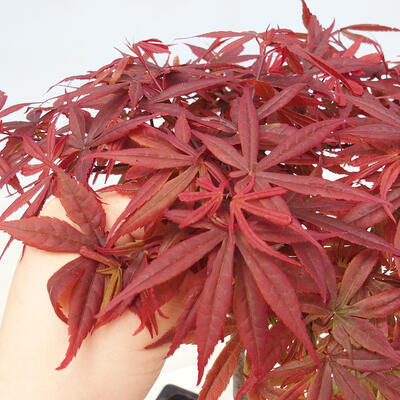 Bonsai zewnętrzne - Acer palmatum Atropurpureum - Klon palmowy czerwony - 5