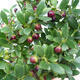 Kryte bonsai ze spodkiem - Ilex crenata - Holly - 5/6