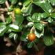 Kryty bonsai - Carmona macrophylla - Tea fuki - 4/5