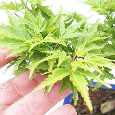 Klon - Acer palmatum Shishigashira 1 kawałek - 5