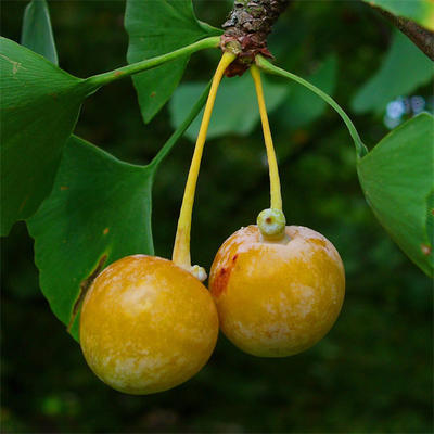 Outdoor bonsai - Ginkgo biloba - Ginkgo biloba - 5