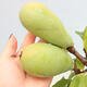 Outdoor bonsai - Pseudocydonia sinensis - pigwa chińska - 5/6