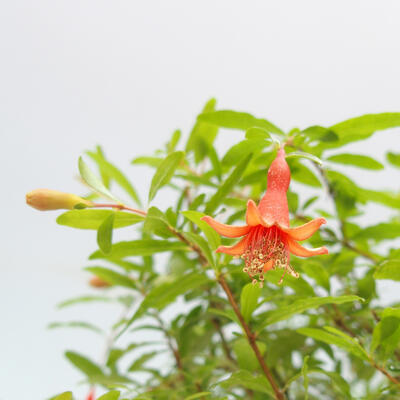 Kryte bonsai-PUNICA granatum nana-granat - 5