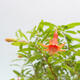 Kryte bonsai-PUNICA granatum nana-granat - 5/5