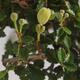 bonsai Room - Ulmus parvifolia - Malolistý wiąz - 2/3